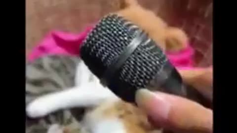 Funny pet videos