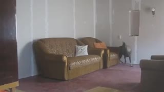 German Shepherd And Adorable Buddy Play EPIC Hide And Seek Game