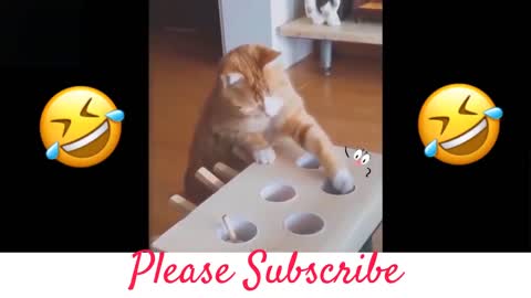 Funny Cats And Dogs..Ending is Shocking!!