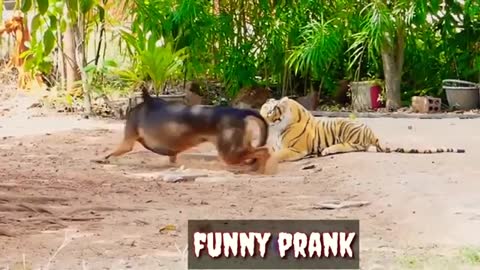Funny Video Animals Toys