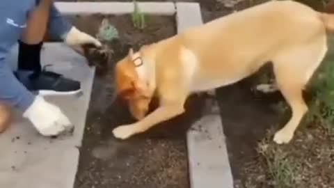 Labrador helps an old man