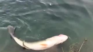 When Trying to Save a Fish Goes Horribly Wrong