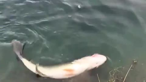 When Trying to Save a Fish Goes Horribly Wrong