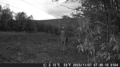 Nice 9-point white-tailed buck working a scrape