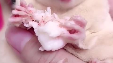 Cute Sugar Glider Eating