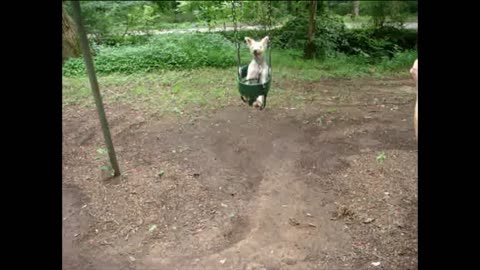 Small Dog Loves Riding Swing At Playground