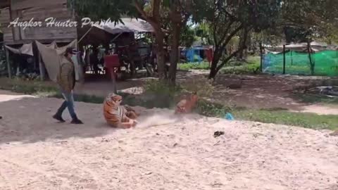 Best Funny Video Tiger Vs Dog