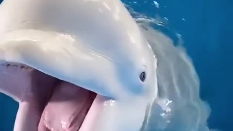Viral TikTok- Adorable and Cute Beluga Whale Enjoys Eating Fish-Douyin