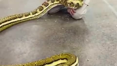 Camera shy python