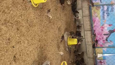 Chickens found something for eating