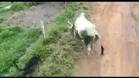 Bull vs Dogs funny