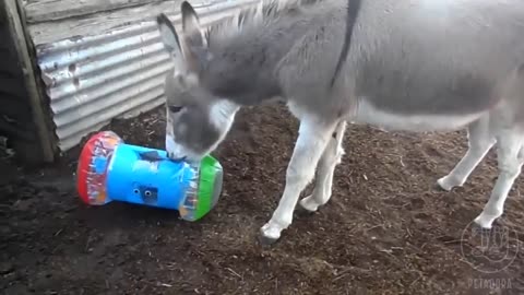 Cute Donkey