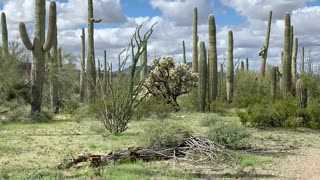 Trail riding amongst the cactus in Arizona