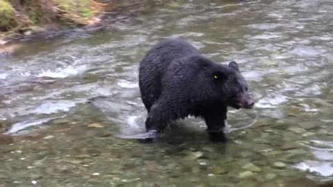 Wild black bear catching fish on stream (2021)