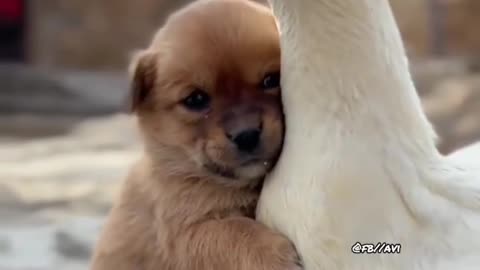 Child Dog Prank on Duck