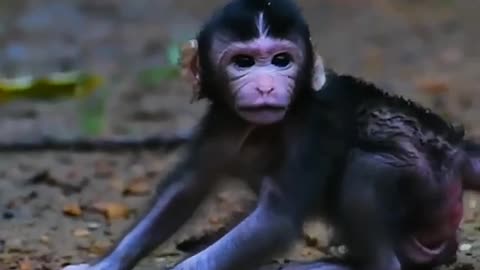 Beautiful monkey baby having fun playing with its mother and her family