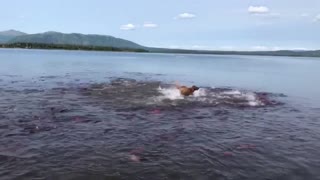 Dog Swims with Salmon School