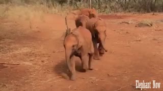 Elephants run very fast.