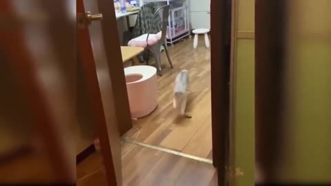 Well trained cat is another level