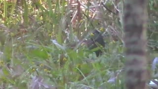 Black-tailed Crake bird video