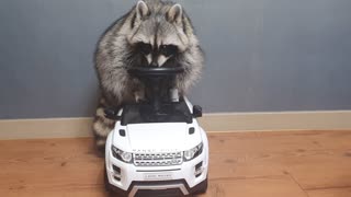 Raccoon is satisfied with his new car.