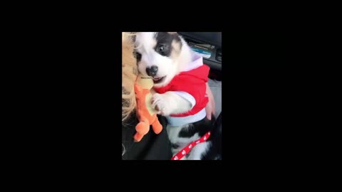 Cute Corgi Puppy Cutest Moment