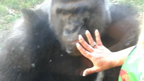 Crazy Silverback Taps Window with His Teeth to Get to Me Then Jumps On Top!!