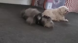 Black fluffy dog keeps rolling back and forth on the floor