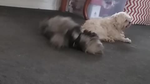 Black fluffy dog keeps rolling back and forth on the floor