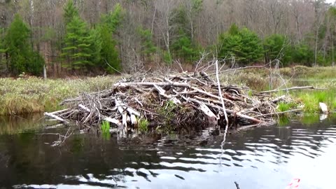 Beaver Lodge