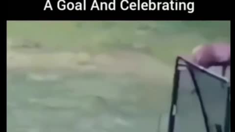 Deer scoring a goal in football and celebrating it