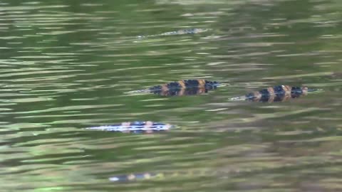 baby gators (wild) on the Withlacoochee River Florida