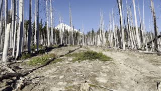 Interesting Alpine Burnout Zone on Tilly Jane Trail – Mount Hood – Oregon – 4K