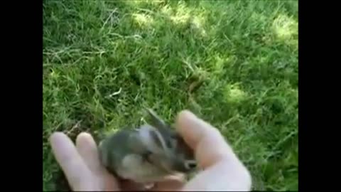 Adorable Baby Bunny Rabbit Compilation