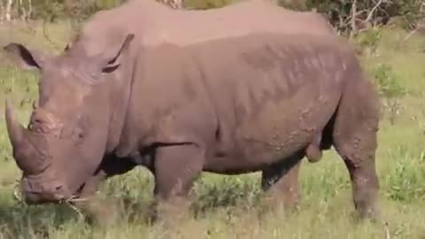Wellcome to tha biggest rhinoceranto de Animals