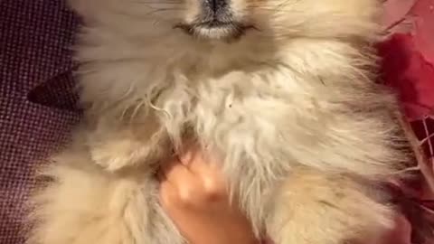 Aww Cute-dog video 😍