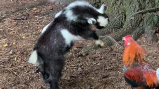 Battle Between Baby Goat and Rooster