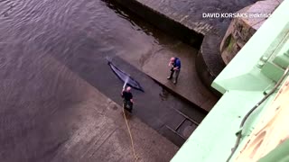 Whale becomes stranded in London's River Thames