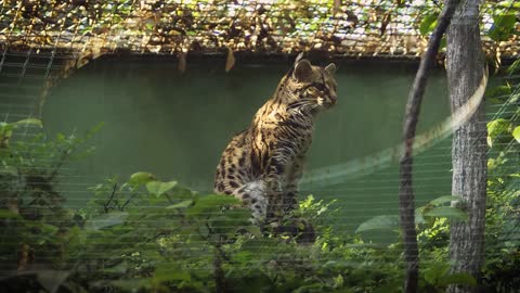 Asian Leopard Cat Yawning In Zoo Habitat!
