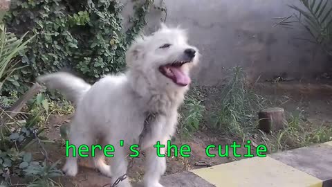 cutie dog ever found