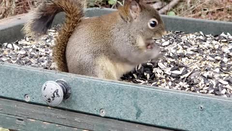 Cutest Baby Squirrel Constantly Eating
