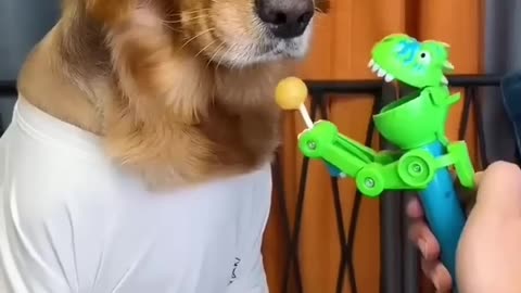 Try not 🚫 to Laugh 🤣🤣😂 best'dogs 🐶 video 📸 amazing 🤩