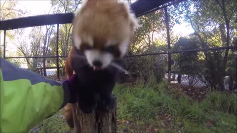 Adorable Red Panda - CUTEST