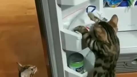 Cats Invading the fridge, Always searching for food