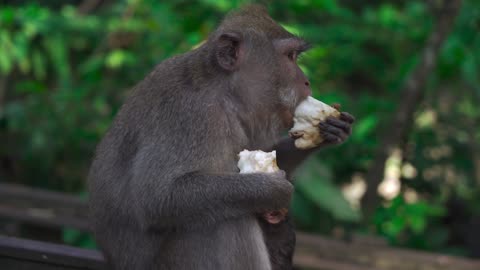 Mother Monkey Feeding Her Baby