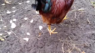 Chicken Treats & Eggs 11-20-23