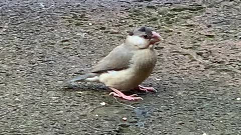 #Back Yard Birds Hawai’i Java Sparrow Baby