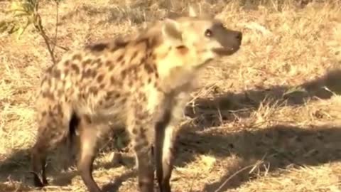 Leopards eat pork chops in trees, hyenas drool under trees