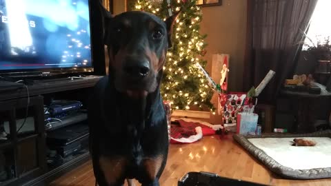 Sharing Leftovers With My Obedient Doberman