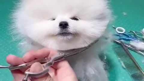 Cute & funny dog